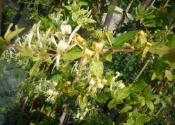 Lonicera japonica mint crisp / Tarka levelű japán lonc